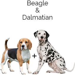 Beaglemation Dog